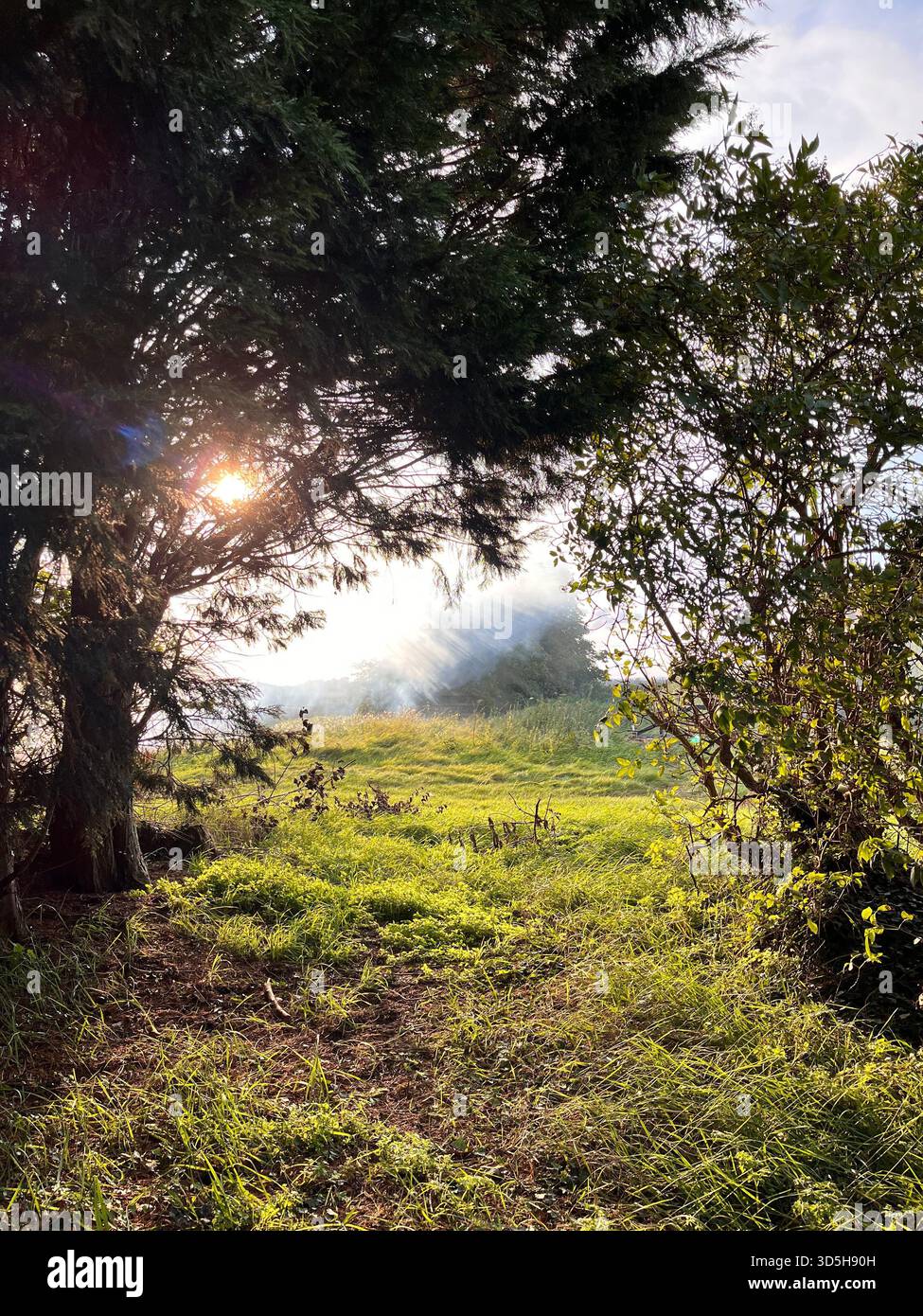 Sun rays breaking through trees over a misty green field. Atmospheric nature scene captured in the countryside near Hull, England. - Smartphone Captured Stock Image