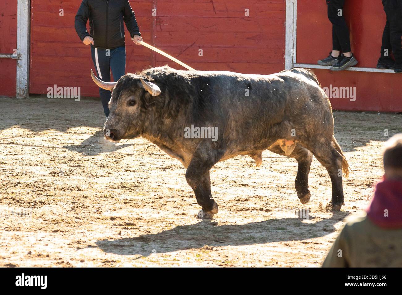 Engaging Bull Participants engage with a bull in an outdoor arena under sunny skies ...