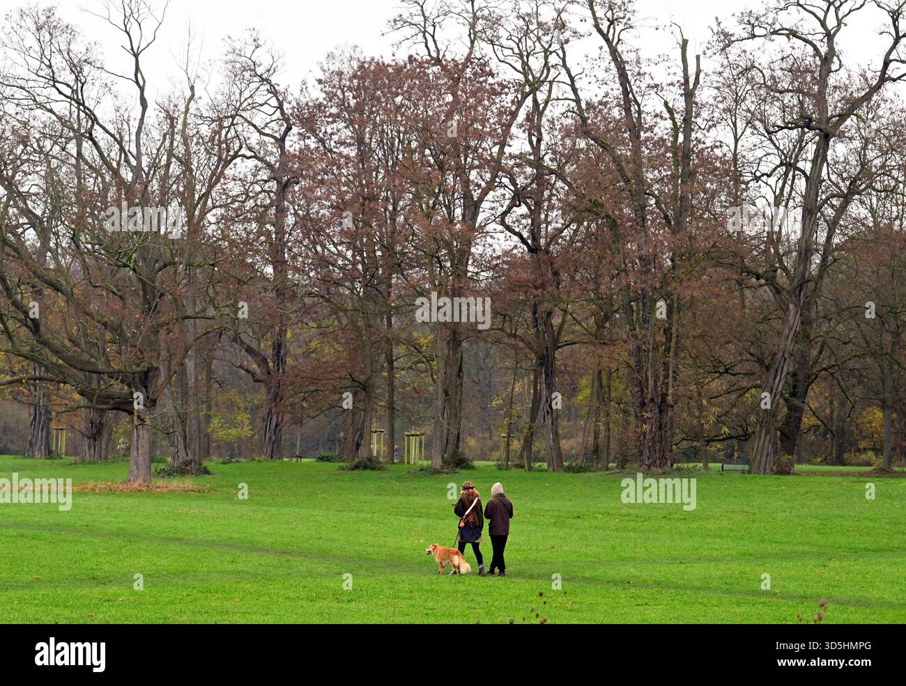 Cologne, Germany. 16th Nov, 2025. Two women walk through the city forest with a dog in gloomy weather. After a very warm spell for the time of year, the meteorologists are predicting a drop in temperature for the coming week. Credit: Roberto Pfeil/dpa/Alamy Live News Stock Photo