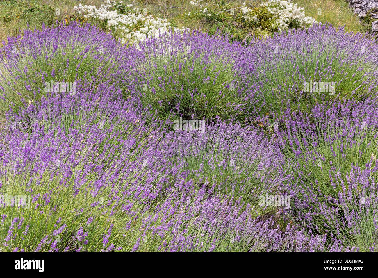 Lavender field close up Stock Photo