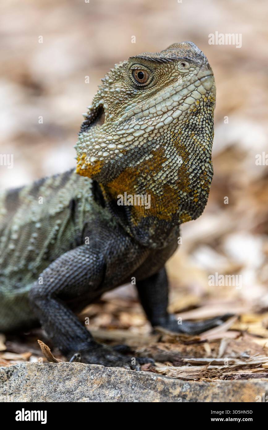 male-australian-gippsland-water-dragon-basking-on-rock-stock-photo-alamy