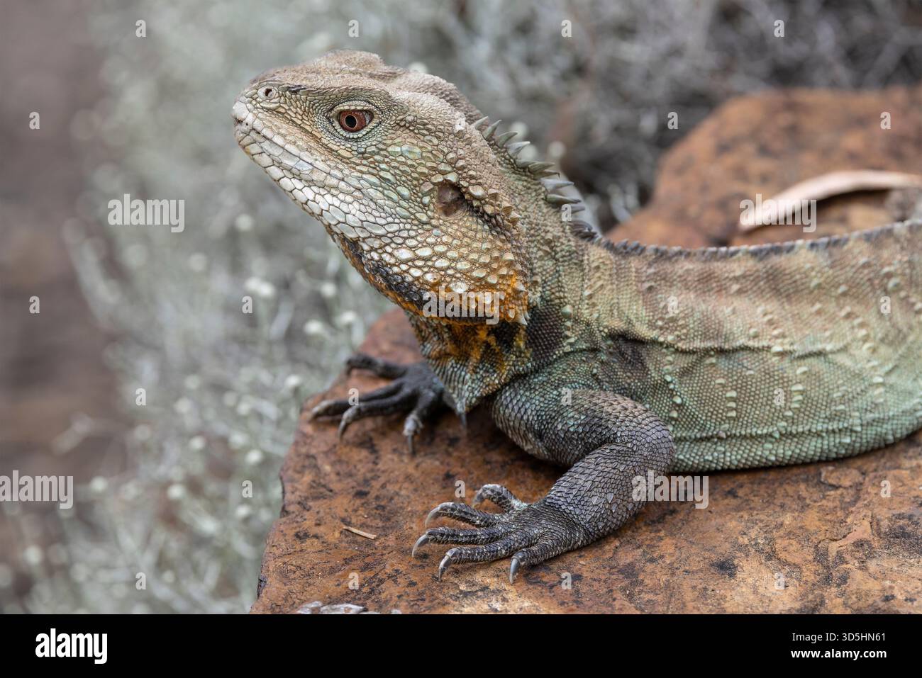 australian-gippsland-water-dragon-basking-on-rock-stock-photo-alamy