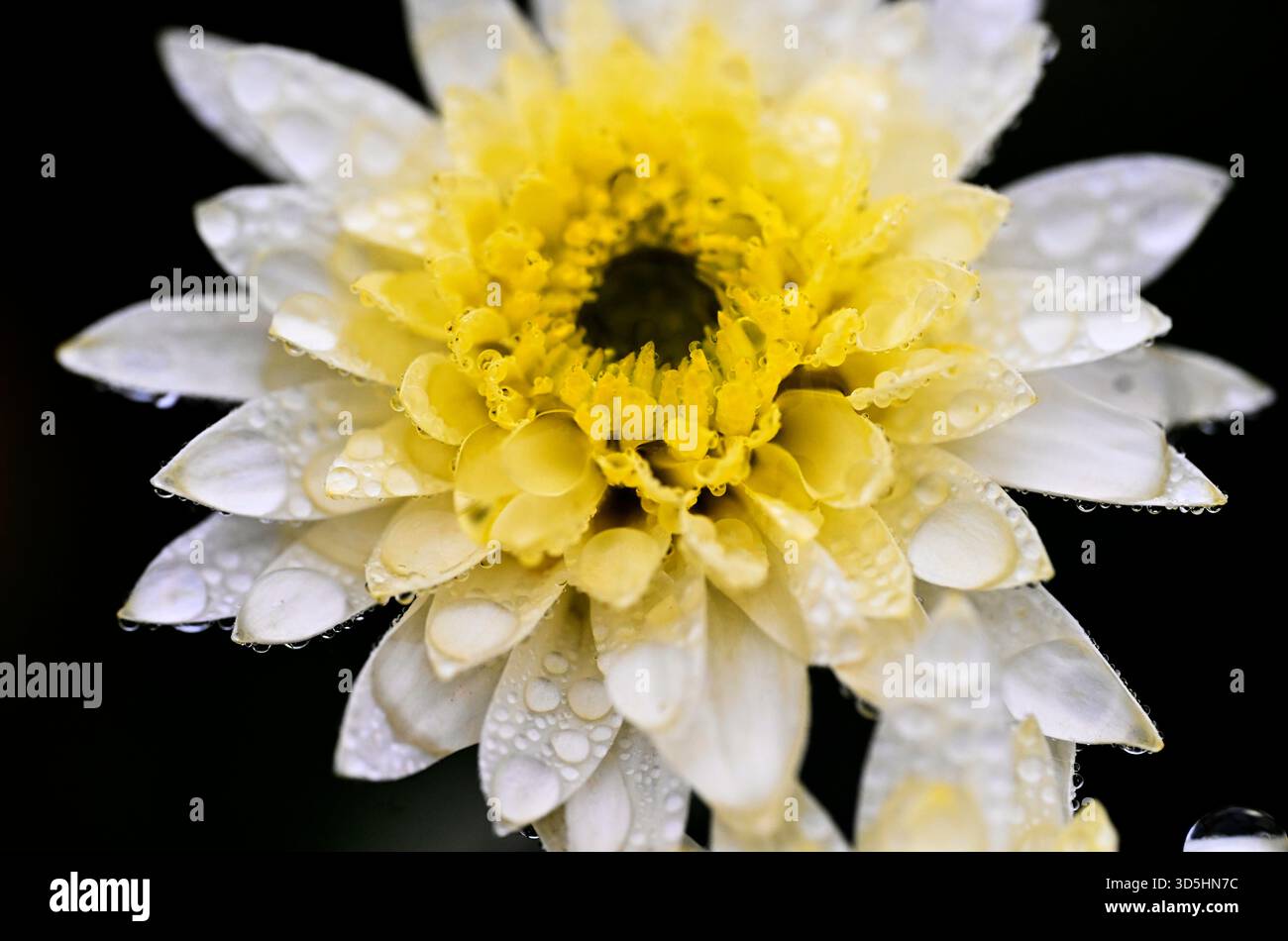Witzhelden, Germany. 16th Nov, 2025. The blossom of a flower is covered in raindrops. After a very warm spell for the time of year, meteorologists are predicting a drop in temperature next week. Credit: Roberto Pfeil/dpa/Alamy Live News Stock Photo