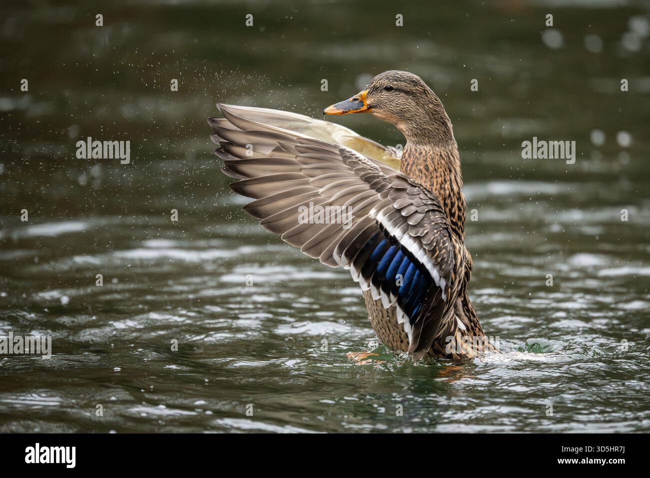 16 November 2025, Baden-Württemberg, Donaueschingen: A female mallard duck flaps her wings in a lake in Donaueschingen Castle Park. Photo: Silas Stein/dpa Stock Photo