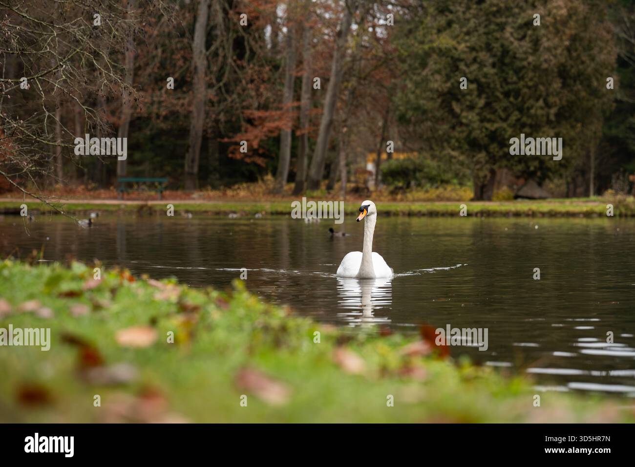 16 November 2025, Baden-Württemberg, Donaueschingen: A swan swims in a lake in Donaueschingen Castle Park. Photo: Silas Stein/dpa Stock Photo