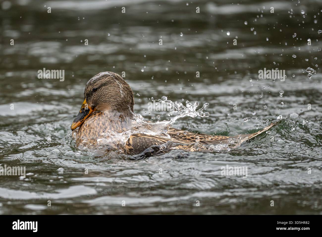 16 November 2025, Baden-Württemberg, Donaueschingen: A female mallard duck bathes in a lake in Donaueschingen Castle Park. Photo: Silas Stein/dpa Stock Photo