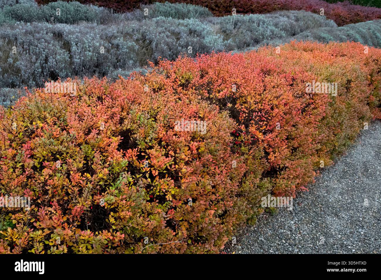 chandler blueberry plants Chandler Blueberry main image 0
