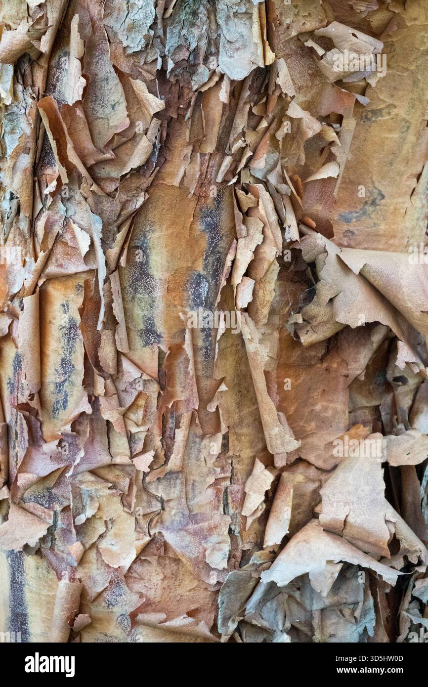 Paperbark Maple bark Acer griseum tree Stock Photo
