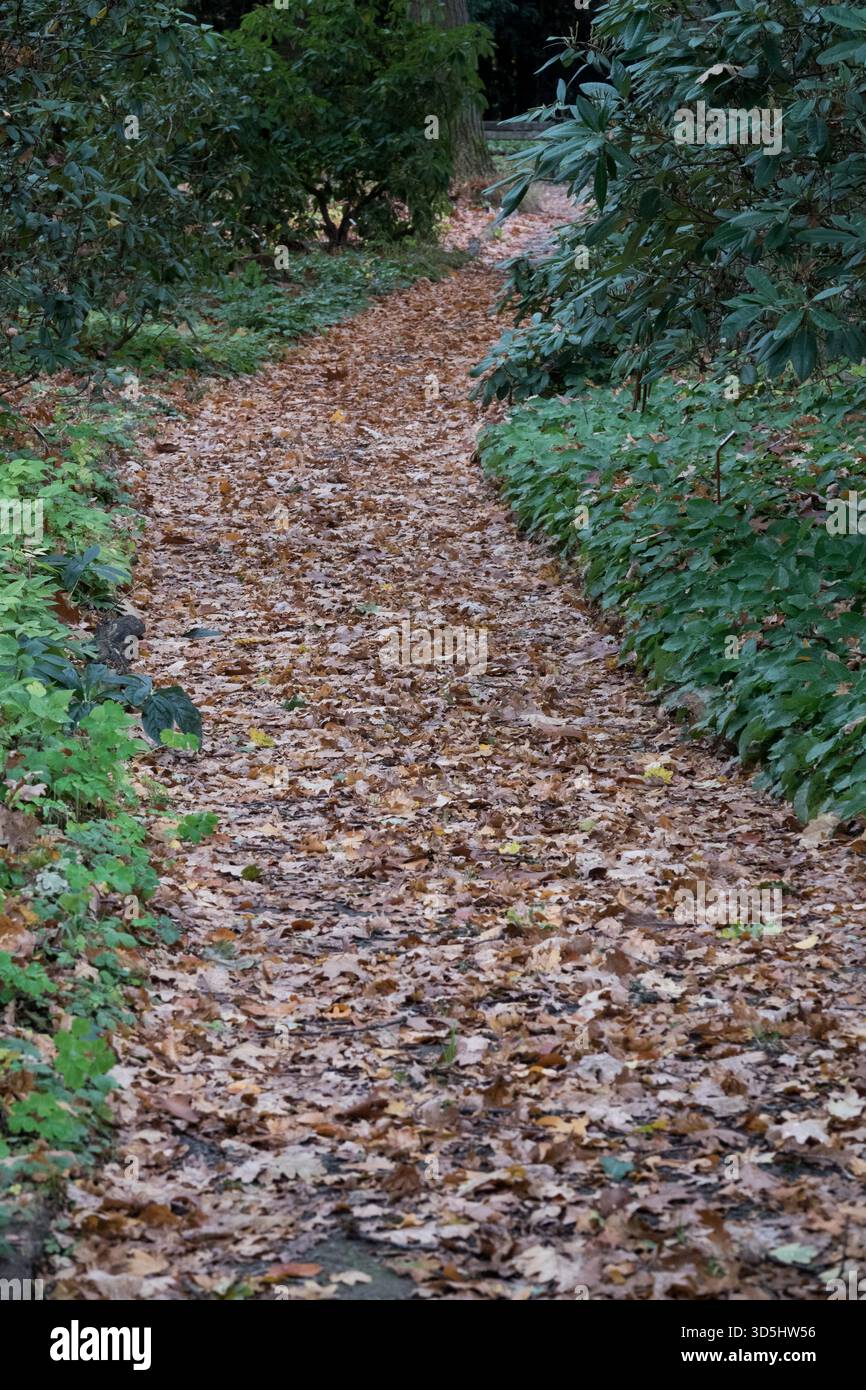 Walking Path Through Autumn Park Stock Photo