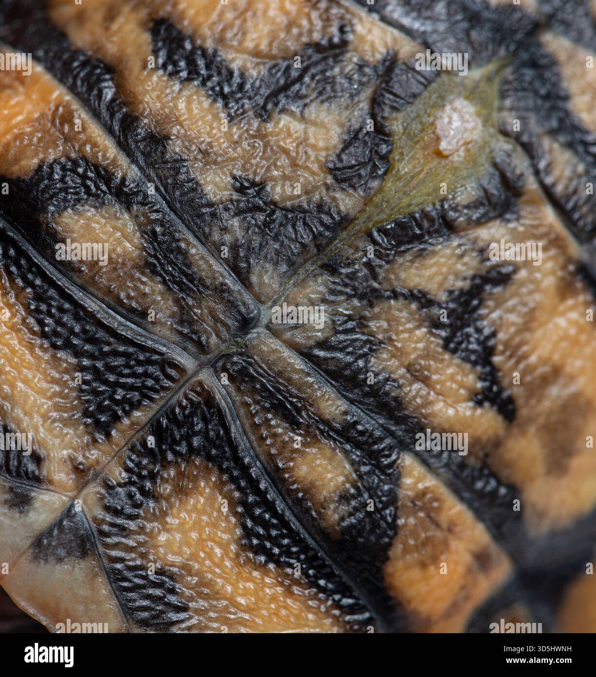 Pancake tortoise, malacochersus tornieri, shell displaying natural pattern and textured surface up close Stock Photo