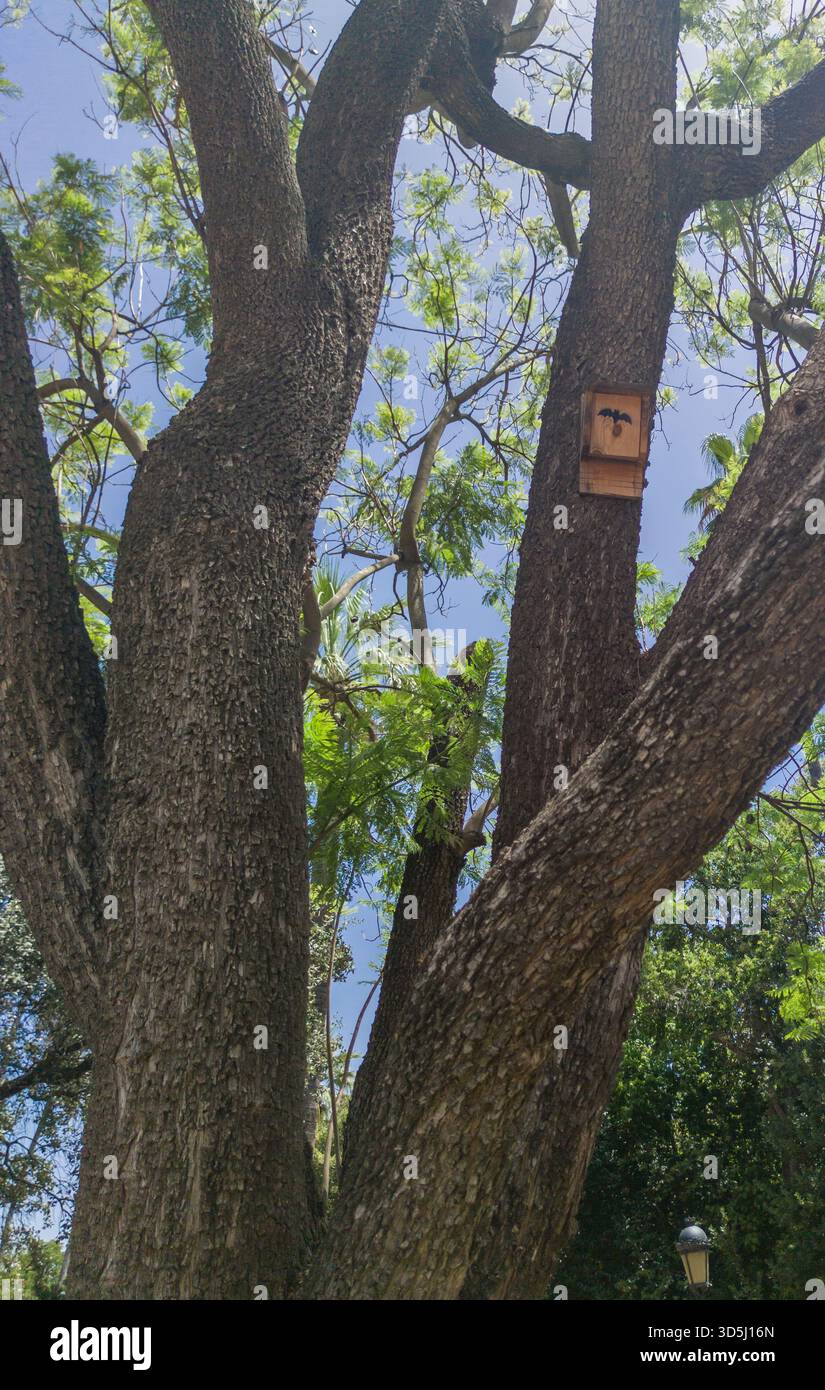 Wooden nest box or bat shelter attached to high tree trunk. Public urban park Stock Photo