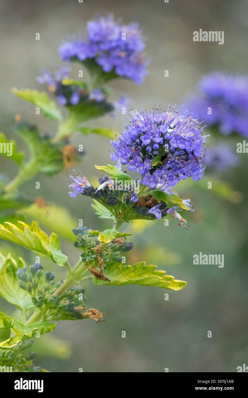 Blue Flower Caryopteris x clandonensis "Hint of Gold" Bluebeard Stock Photo