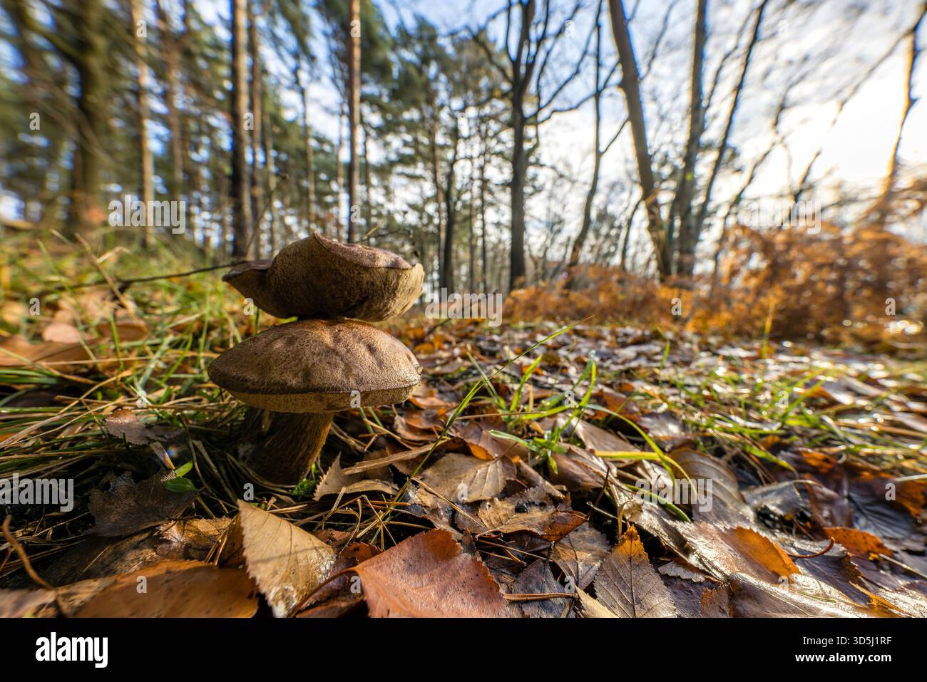 Byhleguhre, Germany. 16th Nov, 2025. No longer fresh boletes can be found in a forest in the south of Brandenburg. According to the forecast, temperatures will reach another 12 degrees Celsius. It will get colder over the next few days. At night, the temperature may reach the freezing range. Credit: Frank Hammerschmidt/dpa/Alamy Live News Stock Photo