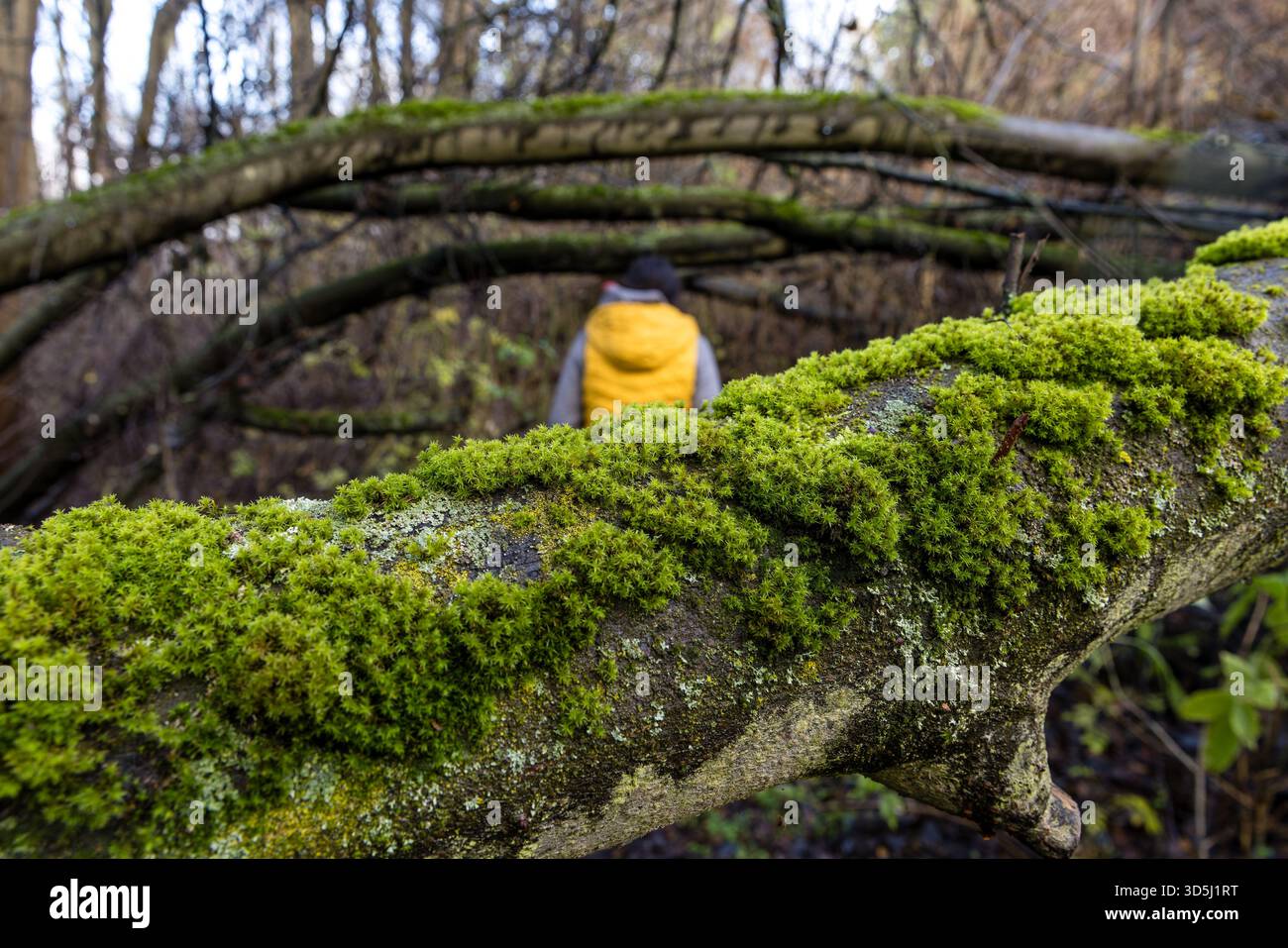 Byhleguhre, Germany. 16th Nov, 2025. A woman walks along a hiking trail between moss-covered trees. According to the forecast, temperatures reach another 12 degrees Celsius. It will get colder over the next few days. At night, the temperature may reach the freezing range. Credit: Frank Hammerschmidt/dpa/Alamy Live News Stock Photo