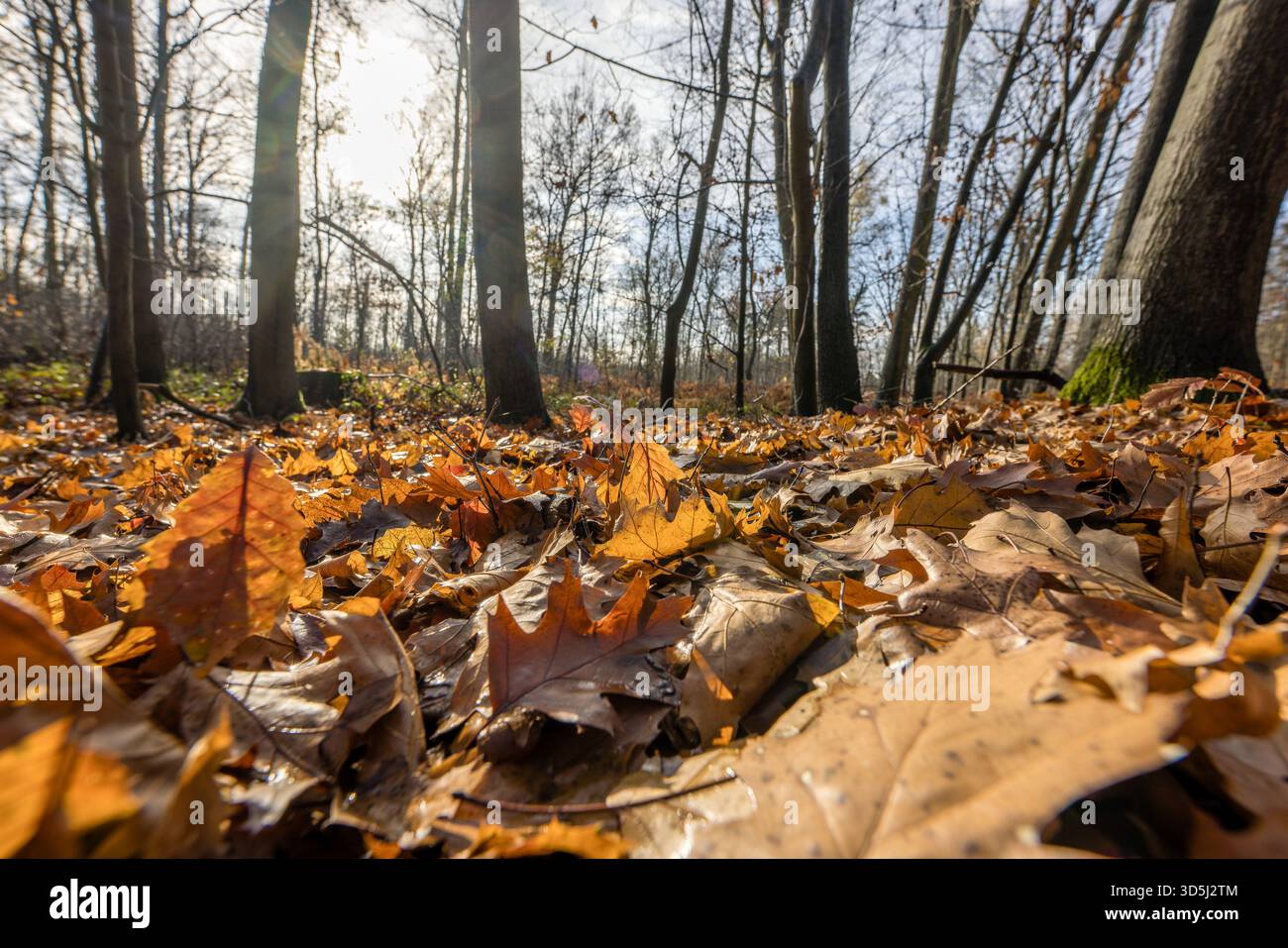 16 November 2025, Brandenburg, Byhleguhre: Fallen leaves lie on the ground in a forest in the south of Brandenburg. According to the forecast, temperatures will reach another 12 degrees Celsius. It will get colder over the next few days. At night, the temperature may reach the freezing range. Photo: Frank Hammerschmidt/dpa Stock Photo