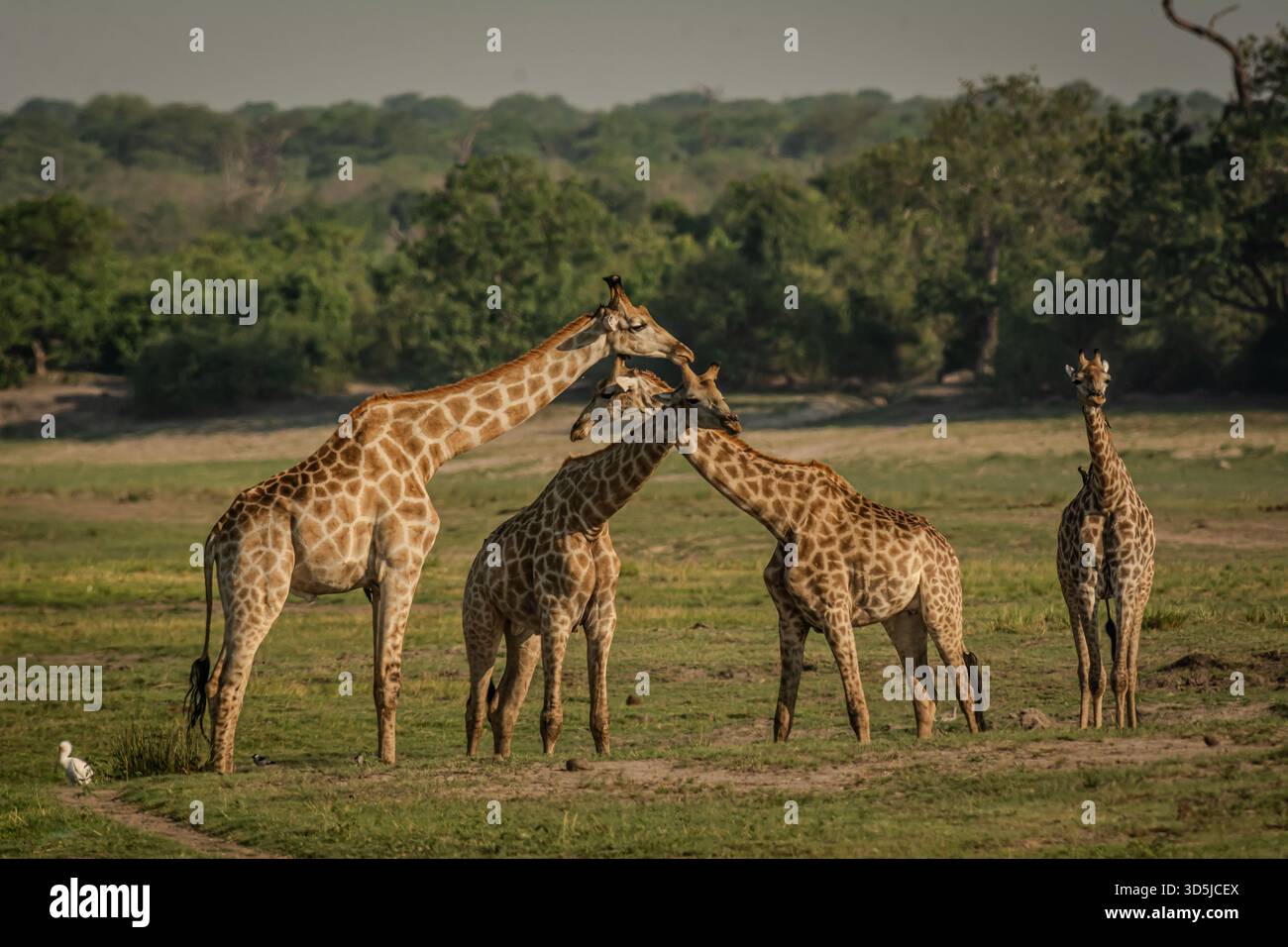 A journey of wild giraffes is interacting in the African landscape. The grown ups are starting their courtship routine. Stock Photo