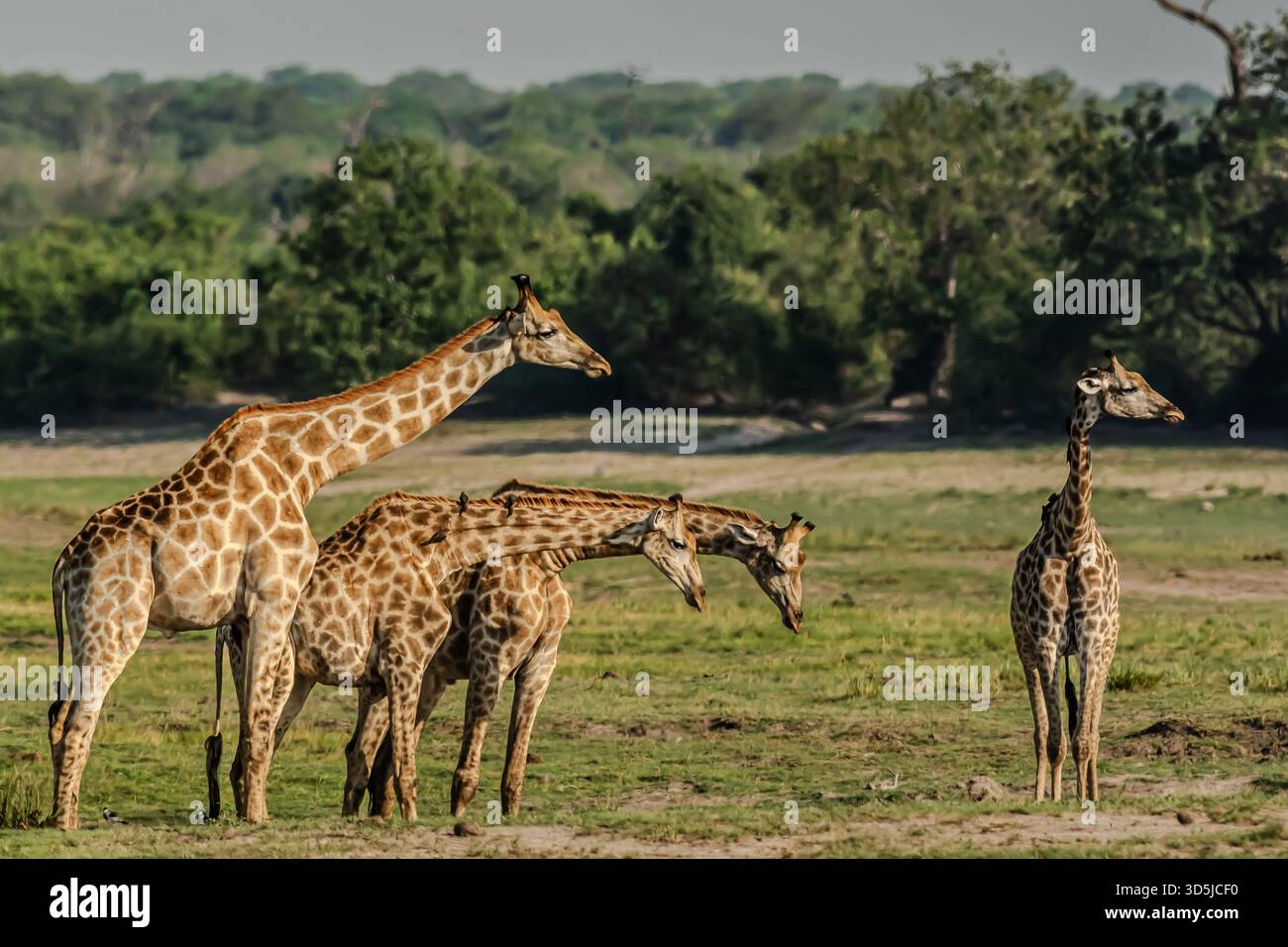 A journey of wild giraffes is interacting in the African landscape. The grown ups are starting their courtship routine. Stock Photo