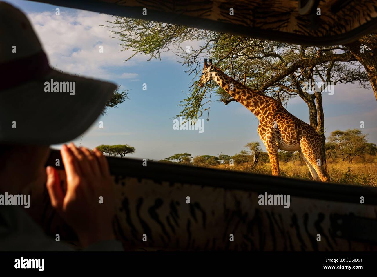 Central Serengeti National Park, Tanzania, Jun 22, 2025: Tourists observe a giraffe feeding on a tree during the early morning hour on an African safa Stock Photo