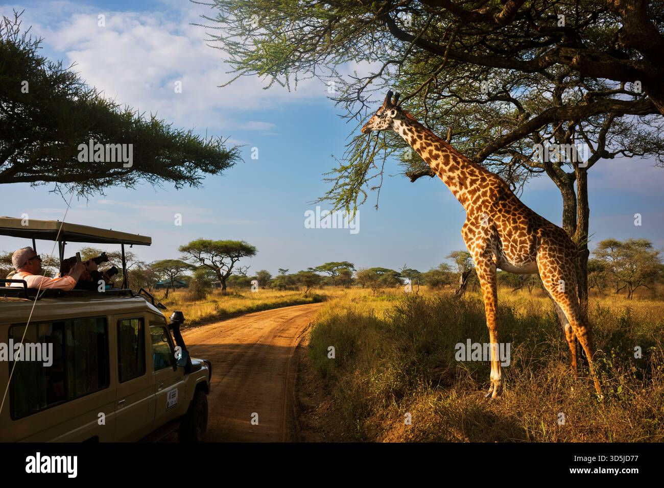 Central Serengeti National Park, Tanzania, Jun 22, 2025: Tourists observe a giraffe feeding on a tree during the early morning hour on an African safa Stock Photo