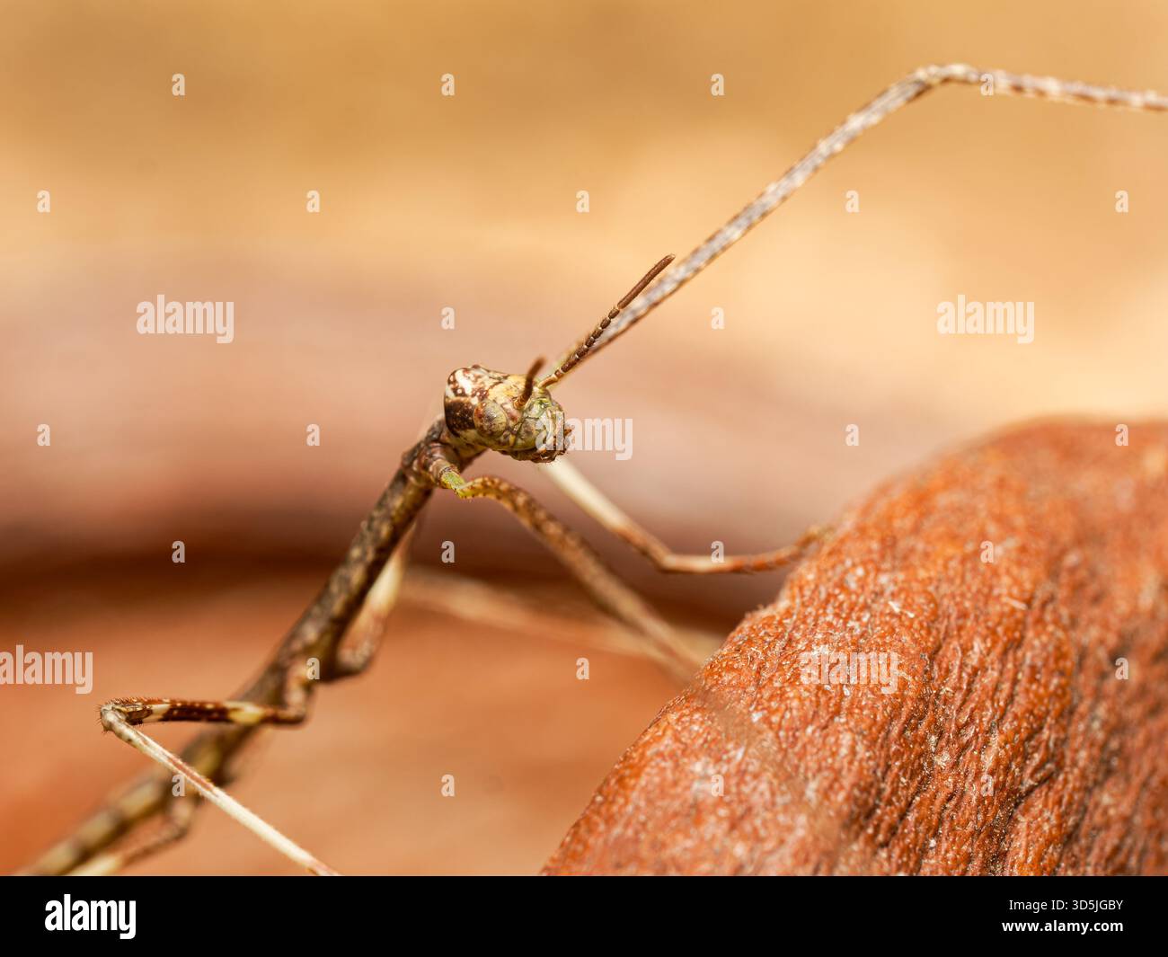 Java stick insect (Tirachoidea biceps) camouflaged on wood and branches, close-up view. Stock Photo