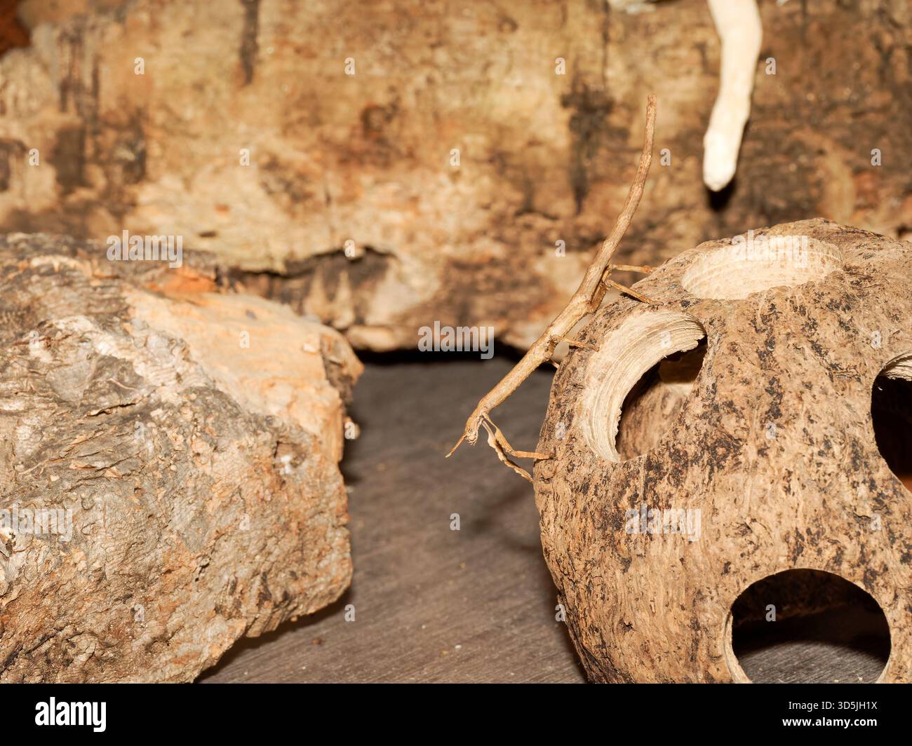 Stick insect (Ramulus nematodes) camouflaged among rocks and wood in a natural setting. Stock Photo