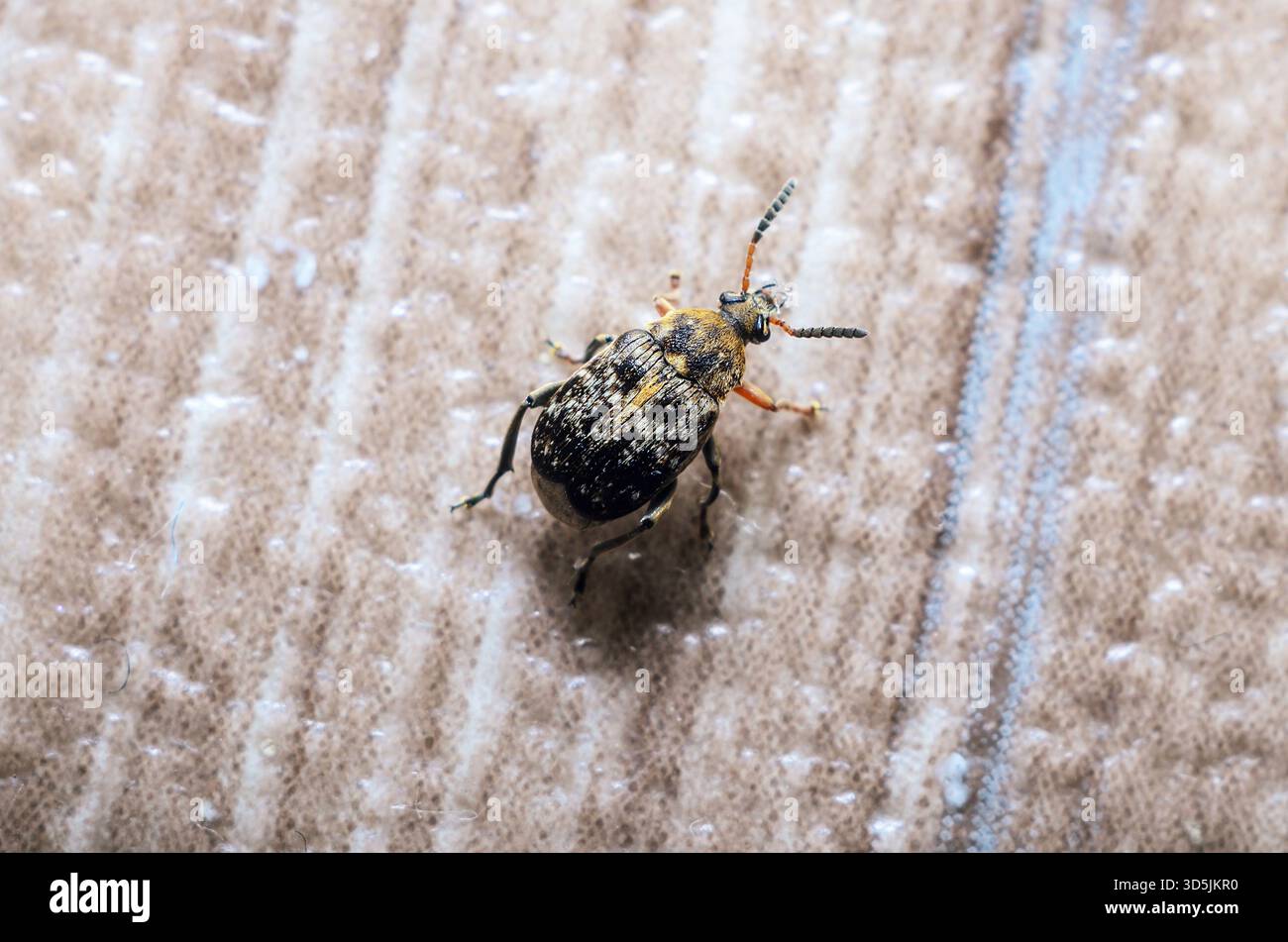 This macro photograph showcases a detailed view of a small beetle ...