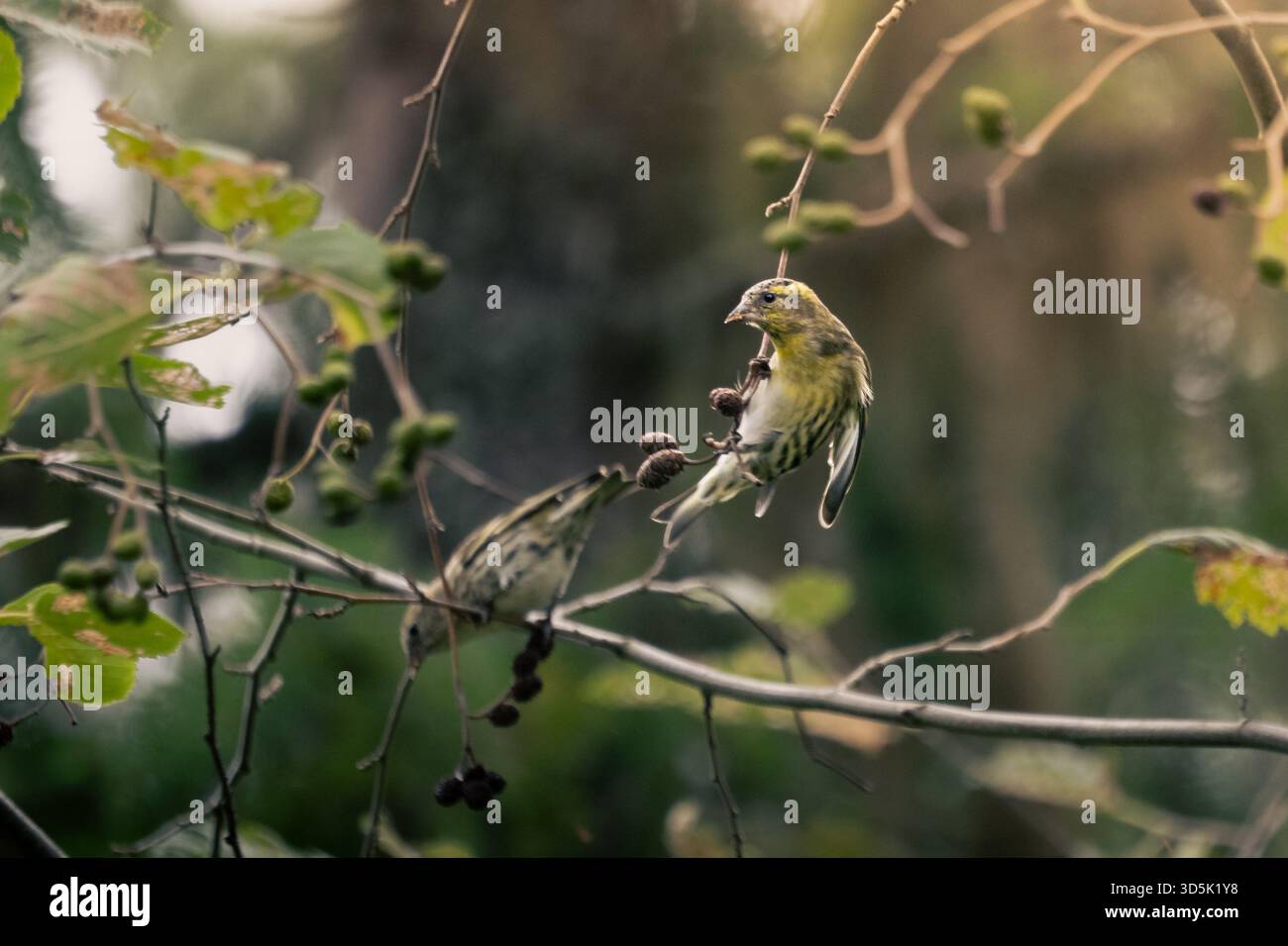 Two sparrows eating berries Stock Photo - Alamy