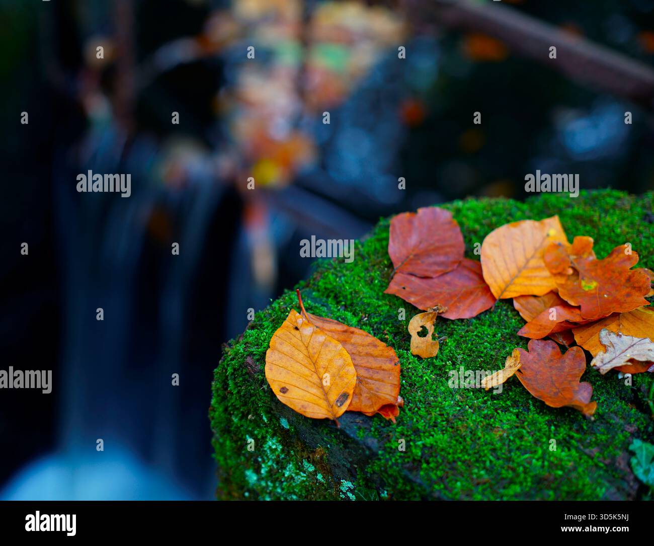 Autumn leaves with flowing water background. Stock Photo