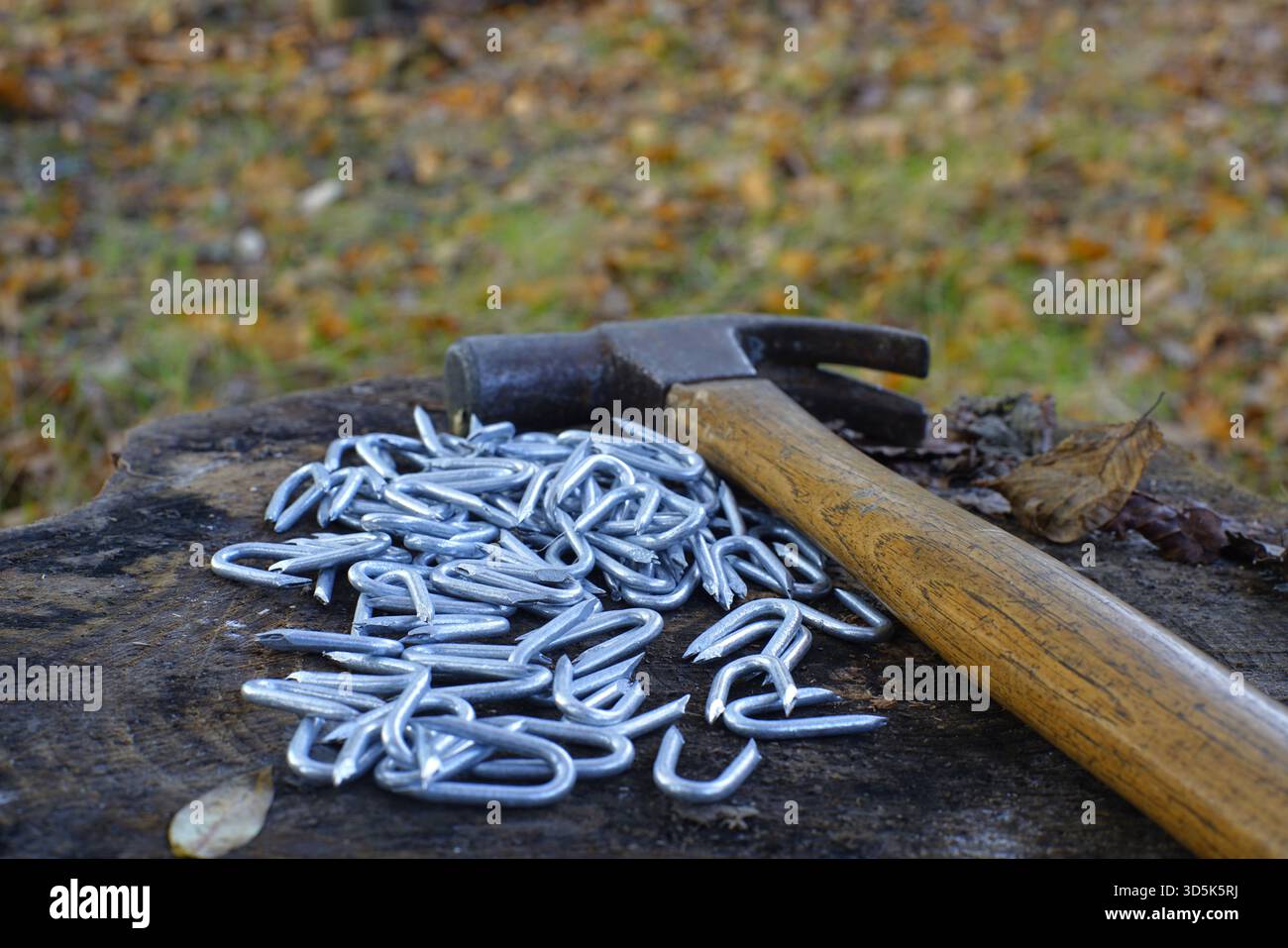 Fencing staples with a hammer. Stock Photo