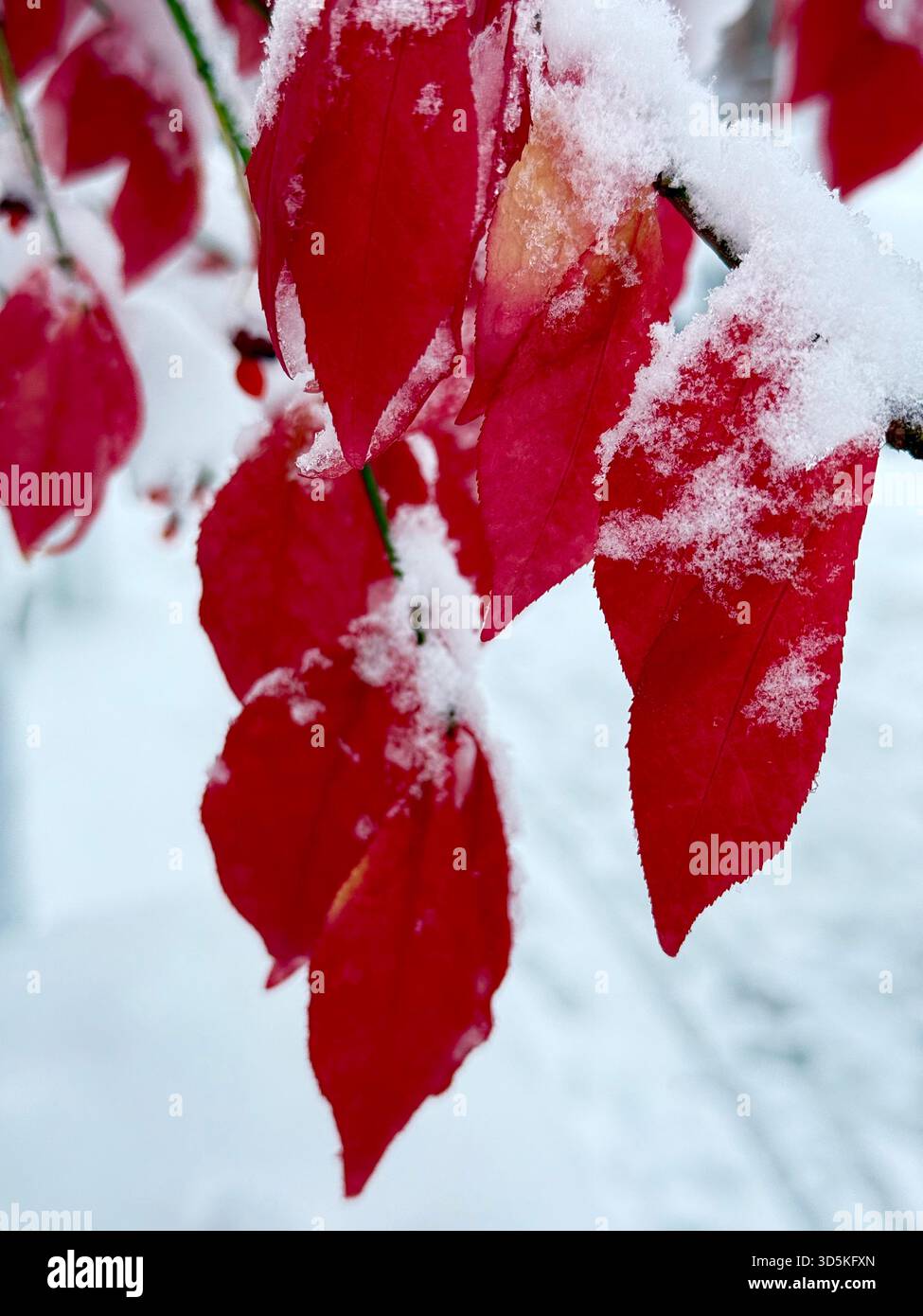 Leaves covered by snow, Montreal, Canada - Smartphone Captured Stock Image