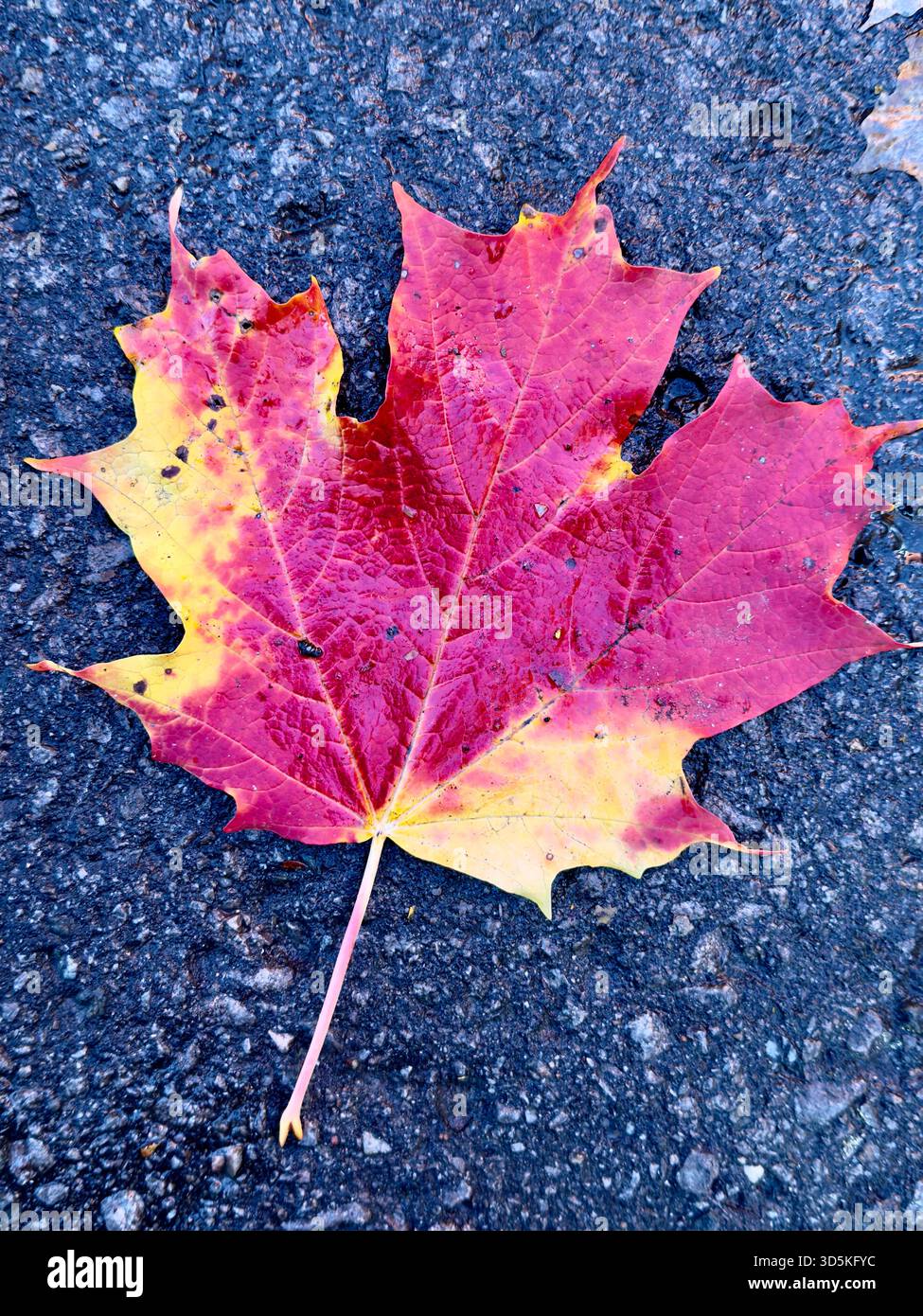 Maple leaf - Smartphone Captured Stock Image