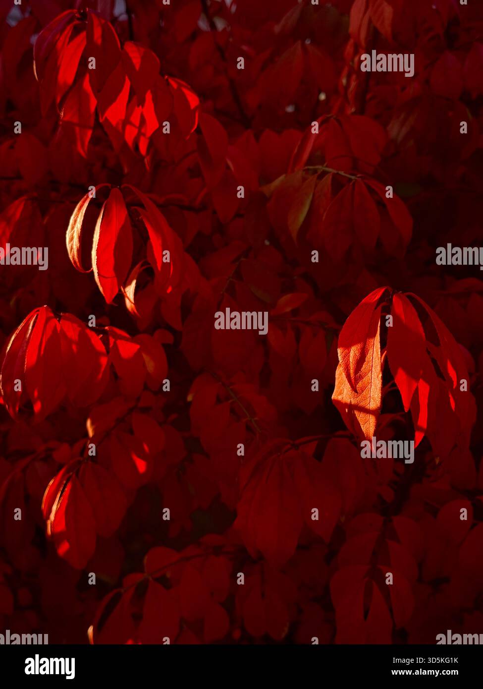 Red leaves - Smartphone Captured Stock Image