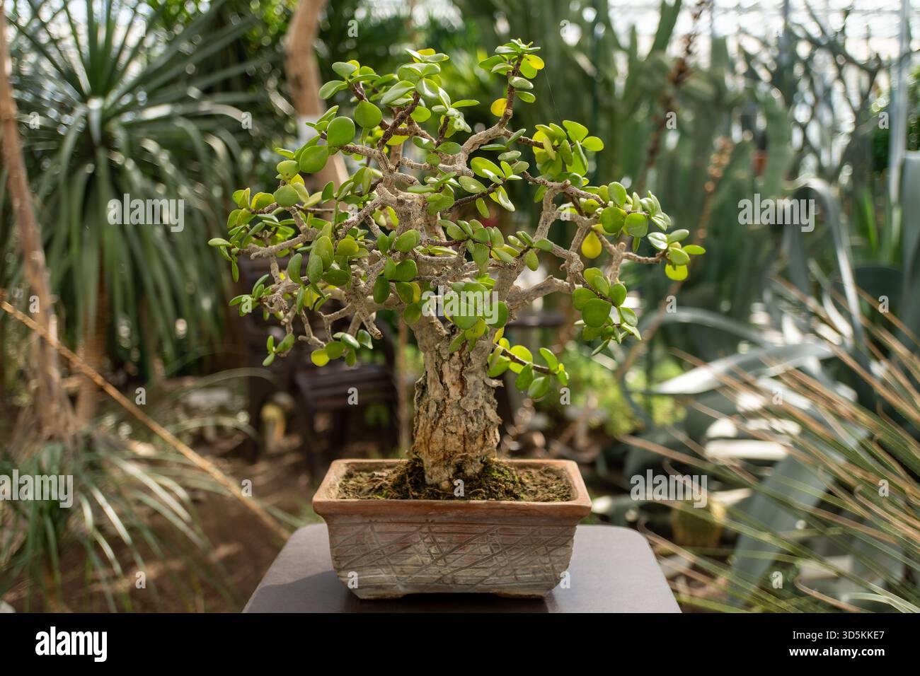 Sageretia theezans tree hi-res stock photography and images - Alamy
