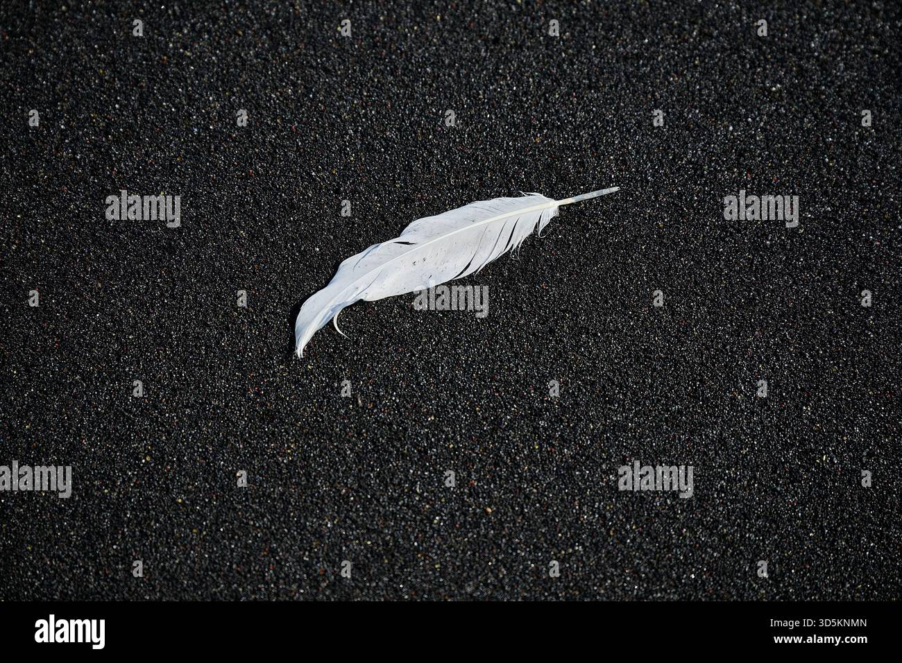 White feather on Black Sand Beach Stock Photo