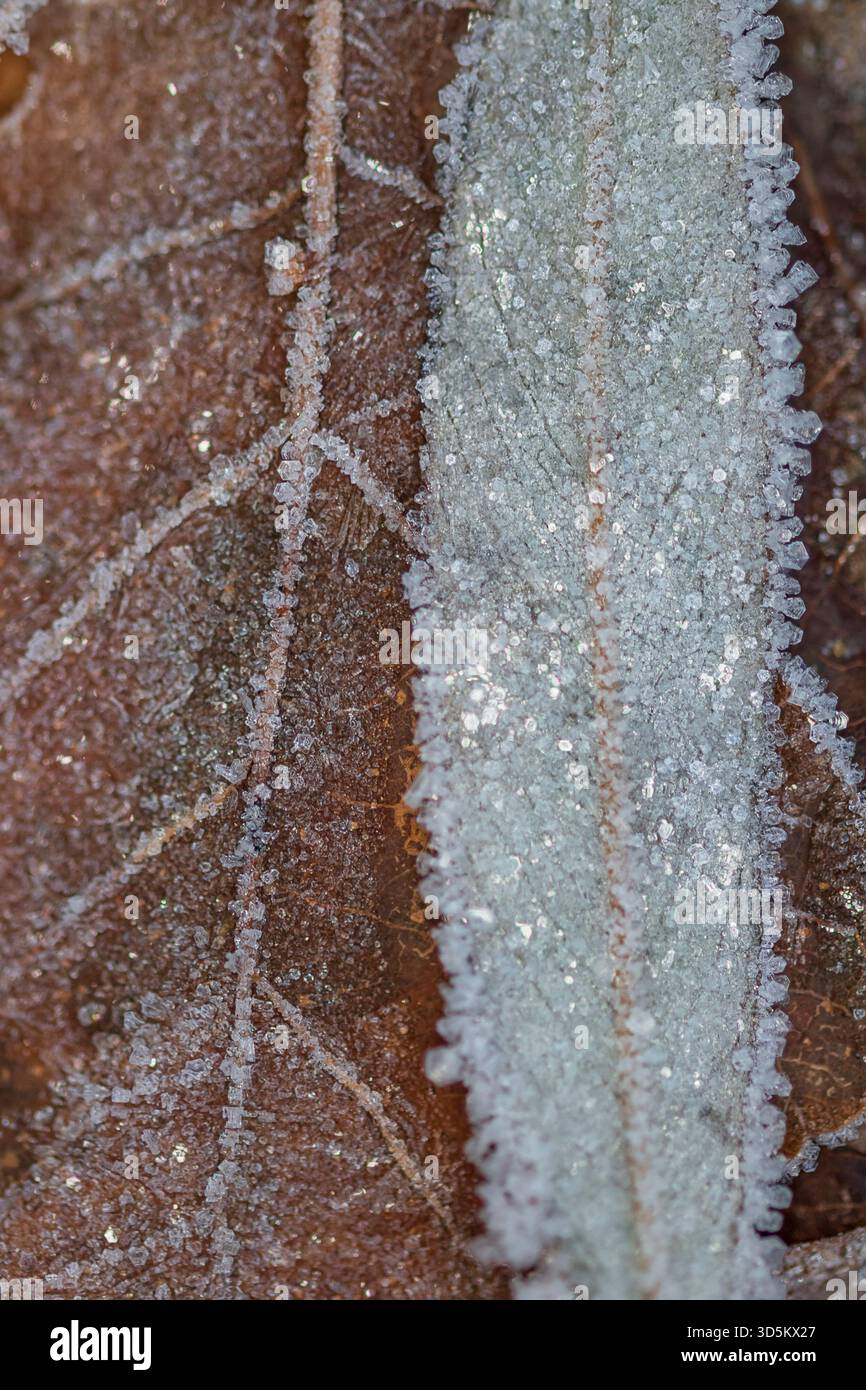 Ice crystals on old leafs. Stock Photo