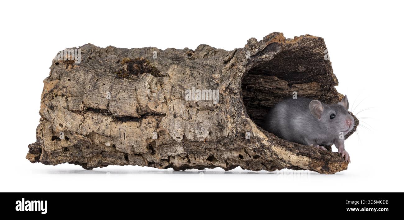 Tree Rat Side View Hollow ways Cut Out Stock Images & Pictures - Alamy