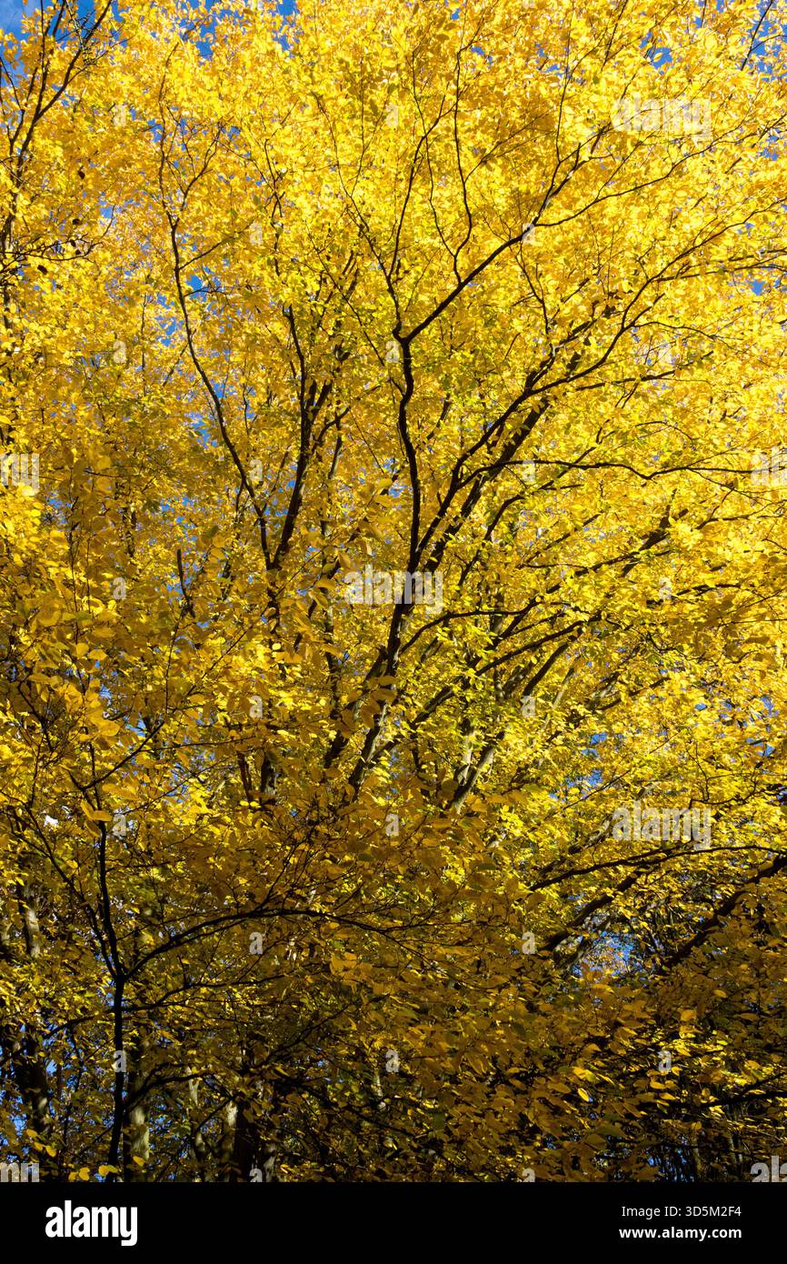 Golden Colour Leaves Autumn, European hornbeam, Carpinus betulus Hornbeam Tree Stock Photo