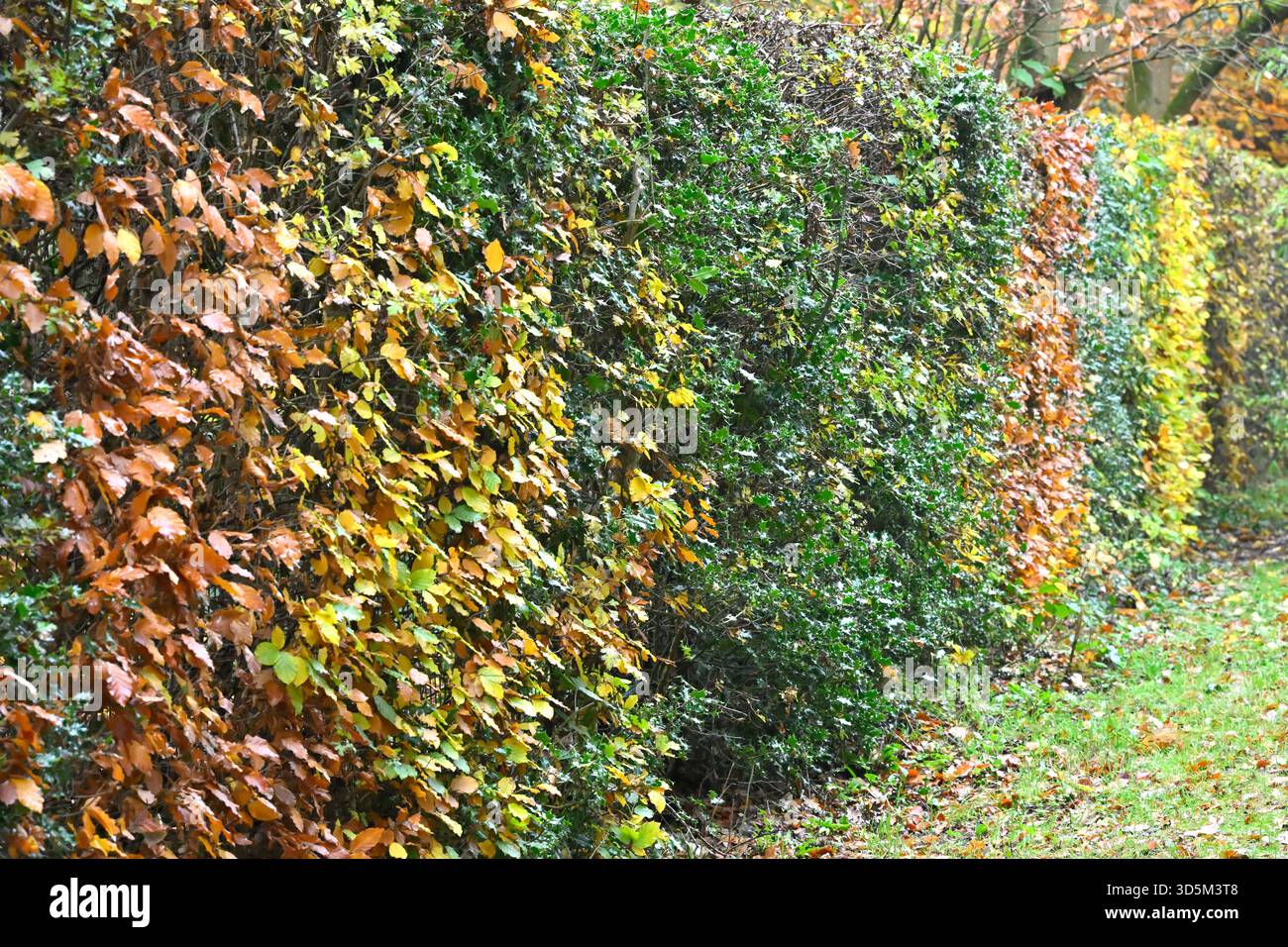 Carpinus betulus and fagus sylvatica foliage Stock Photo - Alamy