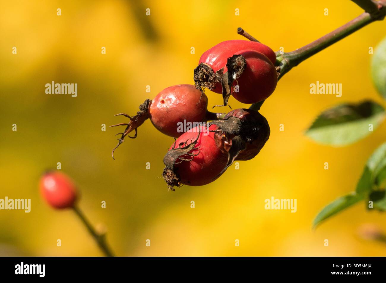 Red Rose hips autumn Stock Photo