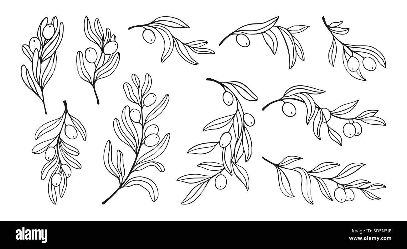 Olive branches with leaves and olives set. Hand drawn botanical elegant ...