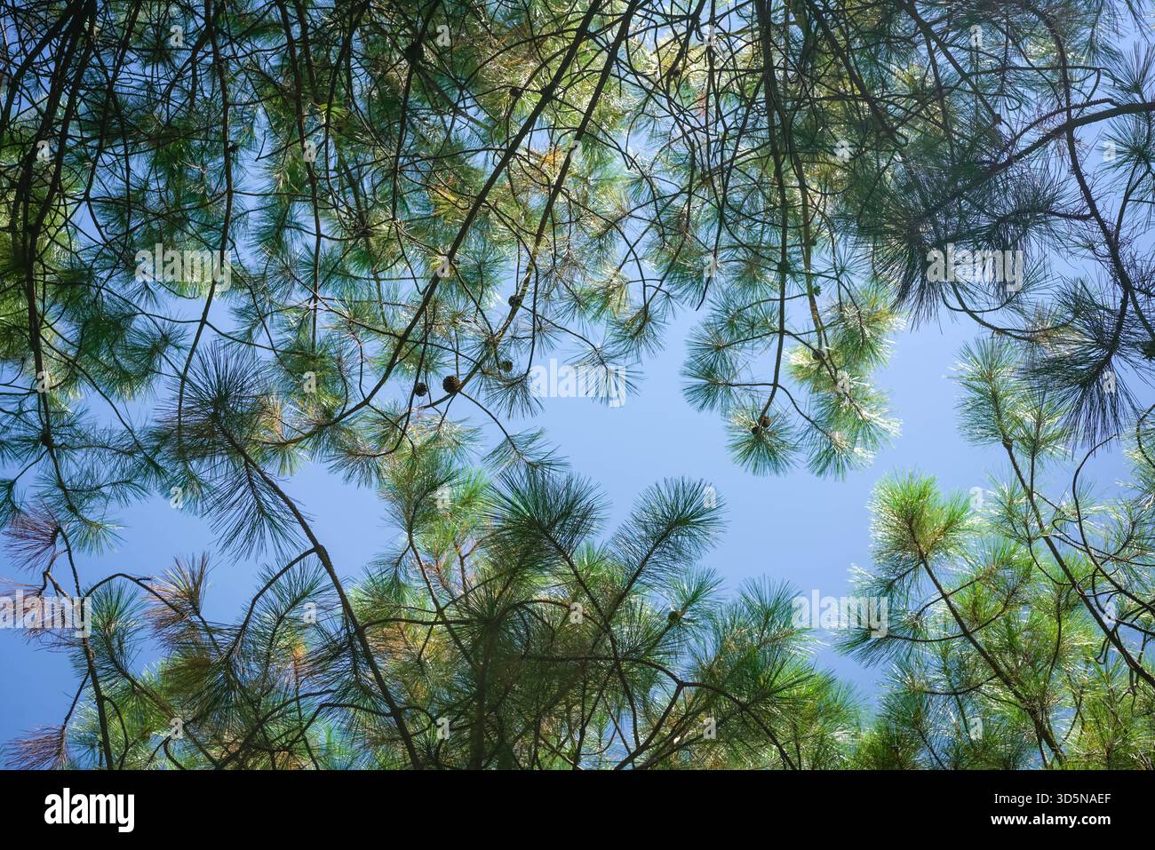 Casuarina tree with fruit, low angle view. Stock Photo