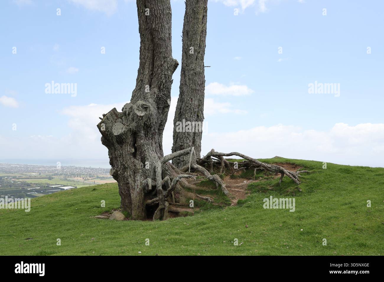 Trunks exposed roots hi-res stock photography and images - Alamy