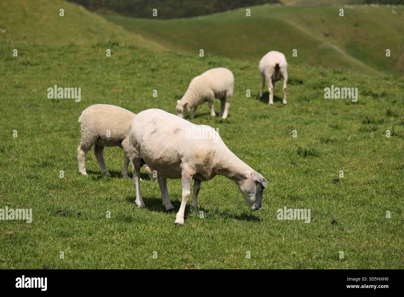 Grazing Sheep Flock Across Rolling Green Hillside Stock Photo - Alamy