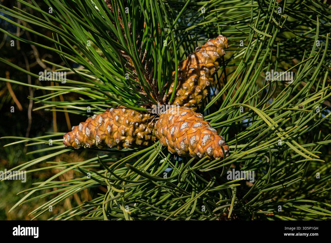 Pine Cones on a Pine Tree Stock Photo