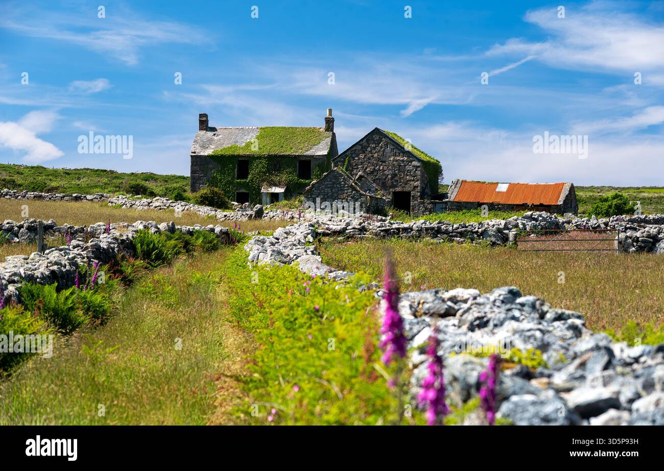 old stone abandoned farm house covered in vines in Cornwall UK Stock ...