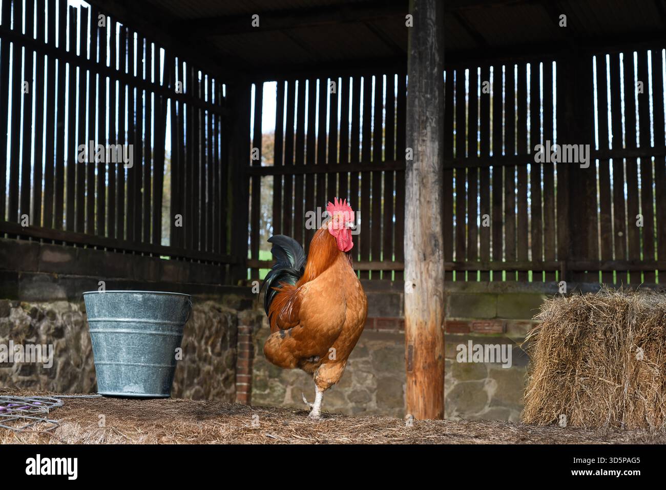 Farmyard chicken Stock Photo