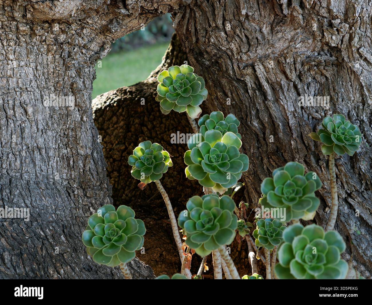 Green Succulent Rosettes Growing From Tree Trunk in a Natural Outdoor Setting Stock Photo