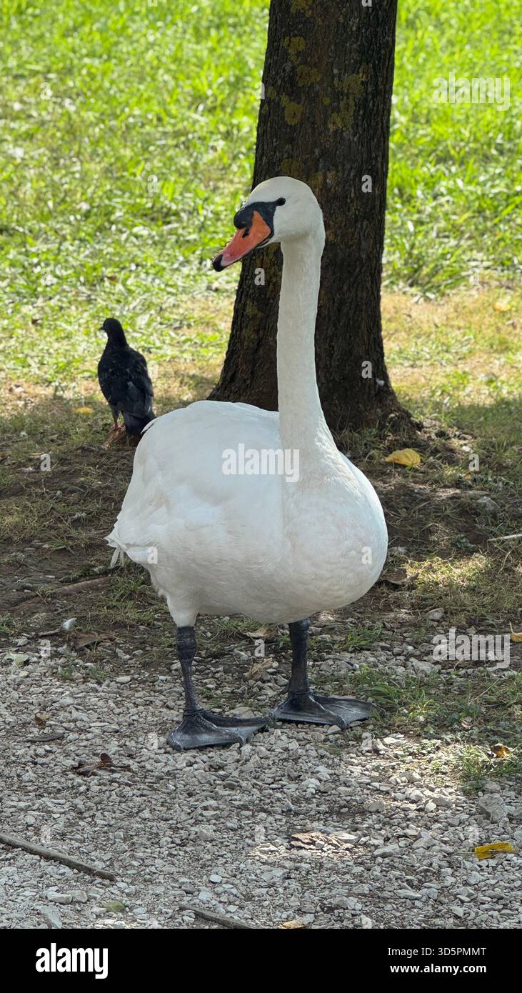 A majestic white mute swan stands gracefully on a gravel path in a sun-dappled park. In the background, a dark pigeon forages near the base of a tree - Smartphone Captured Stock Image