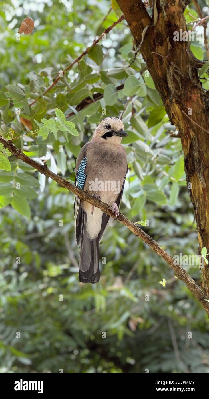 A close-up portrait of a jay perched gracefully on a tree branch, showcasing its distinctive pale pinkish-brown plumage - Smartphone Captured Stock Image