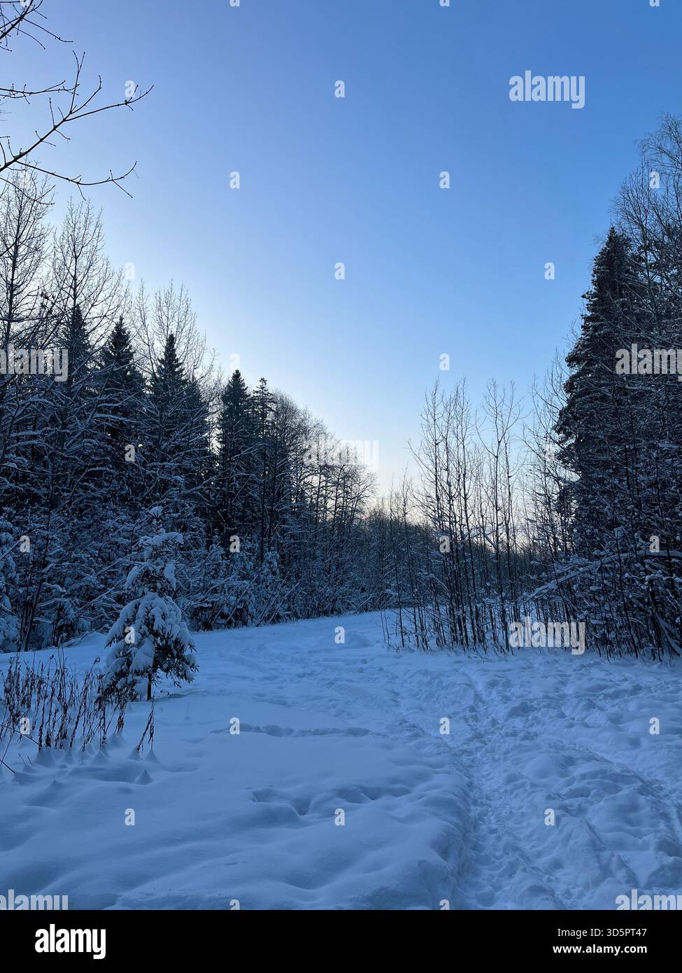 A serene winter landscape in a snow-covered forest, featuring a winding path flanked by tall evergreen trees and birch trees dusted with fresh snow - Smartphone Captured Stock Image